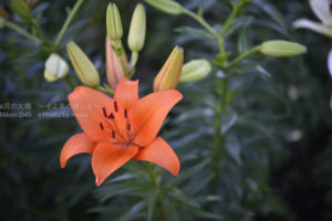 ［6］梅雨を美しい花で乗り切ろう！！