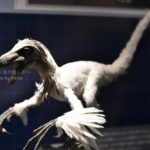 ［6］鳥の祖先の恐竜