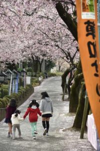 ［6］圧倒的桜。2015