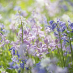 ［6］小さな花をメルヘンチックに撮影