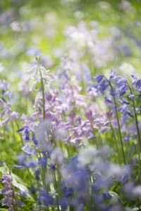 ［6］小さな花をメルヘンチックに撮影