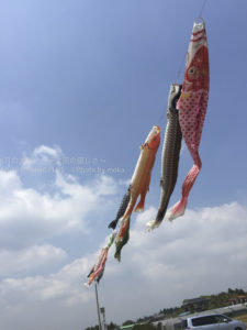 ［6］大空を泳ぐ鯉のように、自由に力強く育て！！