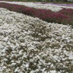 ［6］一面に咲く芝桜を夢見て