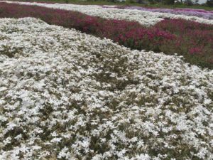 ［6］一面に咲く芝桜を夢見て