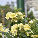 ［6］高貴に香る春の薔薇