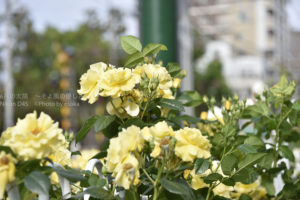 ［6］高貴に香る春の薔薇