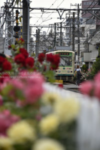 ［6］薔薇の香りただよう都電荒川線