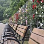 ［6］風が吹くたびに香りを届ける薔薇の壁