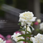 ［6］水も滴る春のバラ