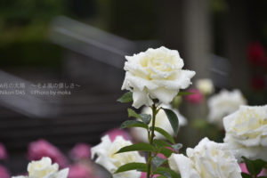 ［6］水も滴る春のバラ