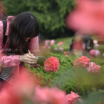 ［6］薔薇の花に夢中なカメラ女子！