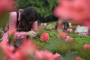 ［6］薔薇の花に夢中なカメラ女子！