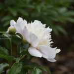 ［6］水も滴る芍薬の花の美しさ