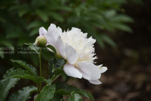 ［6］水も滴る芍薬の花の美しさ