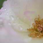 ［6］薔薇の花と雫とマクロの世界