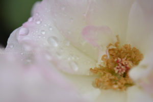 ［6］薔薇の花と雫とマクロの世界