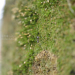 ［6］懸命に歩く蟻の姿