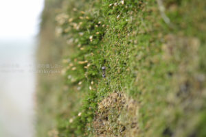 ［6］懸命に歩く蟻の姿