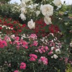 ［6］憩いの場の公園で薔薇の花がお出迎え！