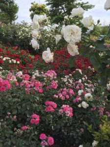 ［6］憩いの場の公園で薔薇の花がお出迎え！