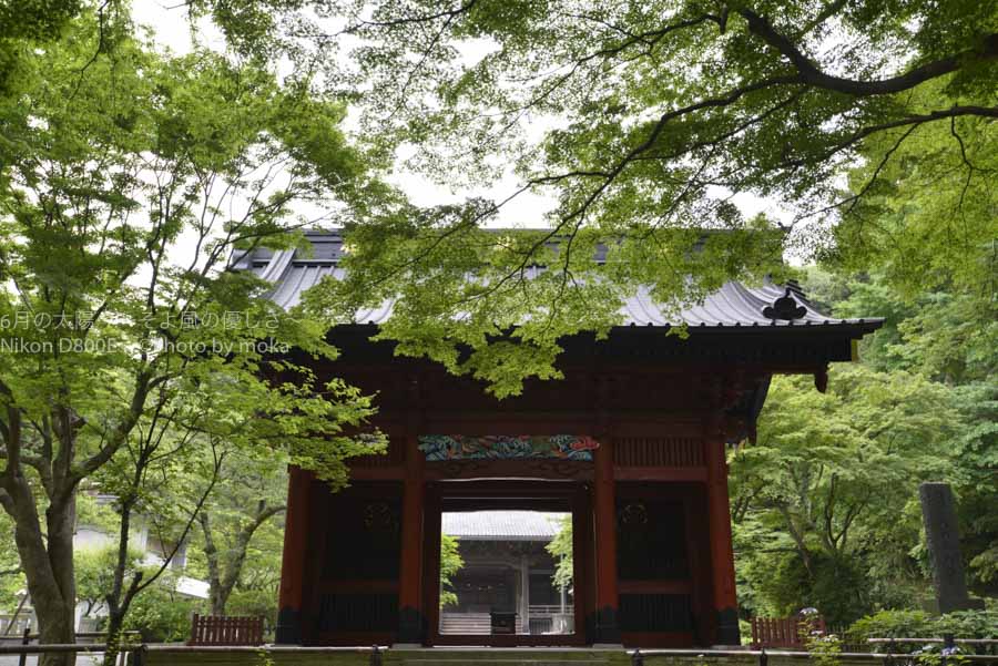 ［6］新緑に囲まれた鎌倉のお寺