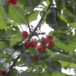 ［6］6月が旬、赤い宝石のようなサクランボ