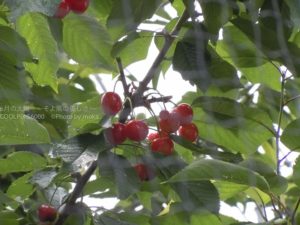 ［6］6月が旬、赤い宝石のようなサクランボ