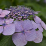 ［6］いざ、紫陽花