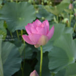 ［6］甦りし古代の蓮