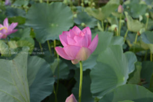 ［6］甦りし古代の蓮