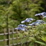 ［6］近場で選ぶなら、やっぱり本土寺！？