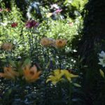 ［6］梅雨のじめじめをユリの美しさで吹きとばせ！