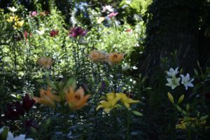 ［6］梅雨のじめじめをユリの美しさで吹きとばせ！