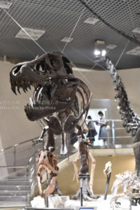 ［6］梅雨の時期の撮影は博物館に決まり！！