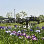 ［6］水郷の町佐原の菖蒲祭り！