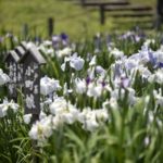 ［6］150万本という数の菖蒲に圧倒されます