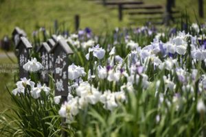 ［6］150万本という数の菖蒲に圧倒されます