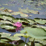［6］水に浮かんだスイレンの花