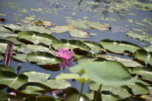 ［6］水に浮かんだスイレンの花