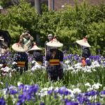 ［6］傘をかぶって菖蒲のお世話