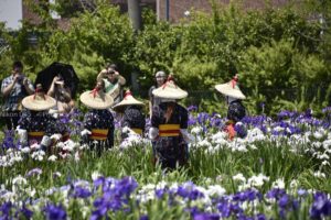 ［6］傘をかぶって菖蒲のお世話