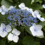 ［6］ガクアジサイに一目ぼれ