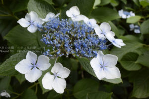 ［6］ガクアジサイに一目ぼれ