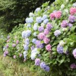 ［6］350メートル続くアジサイロード