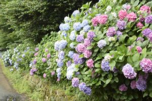 ［6］350メートル続くアジサイロード