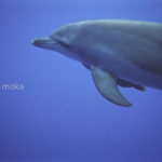 ［6］小笠原諸島で出会える究極の癒やし