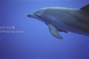 ［6］小笠原諸島で出会える究極の癒やし