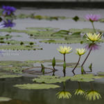 ［6］GANREFの今日の1枚に選出！！