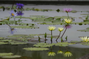 ［6］GANREFの今日の1枚に選出！！