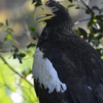 ［6］上野のオオワシ